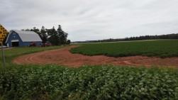 Red Dirt, lots of Iron in the soil is good for potatoes!
